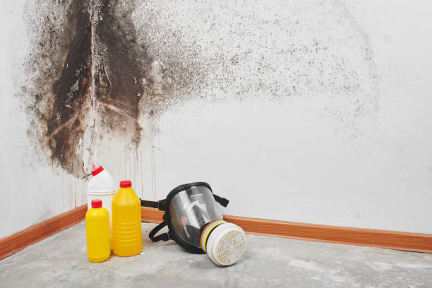 Professional Mold Removal in Kirby, TX