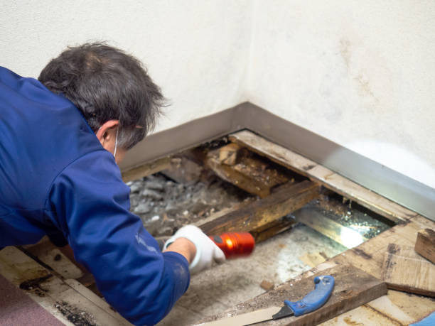 Best Mold Remediation  in Kirby, TX