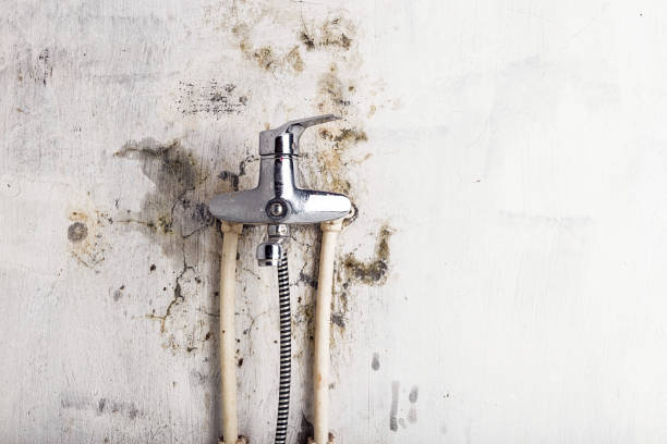 Best Affordable Mold Removal  in Kirby, TX