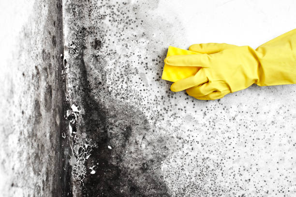 Mold Removal Process in Kirby, TX