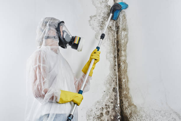 Best Mold Testing and Removal  in Kirby, TX