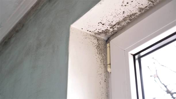 Best Certified Mold Removal  in Kirby, TX