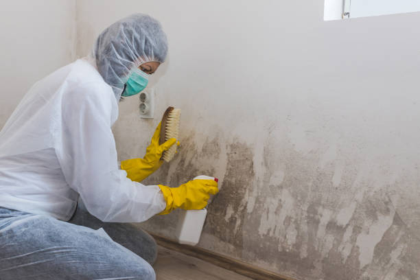 Kirby, TX Mold Removal Company