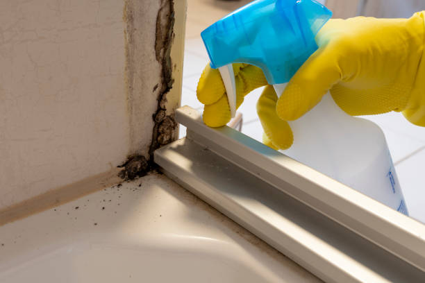 Best Mold Remediation Experts  in Kirby, TX