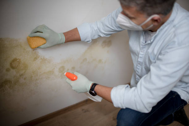 Best Mold Cleaning Services  in Kirby, TX