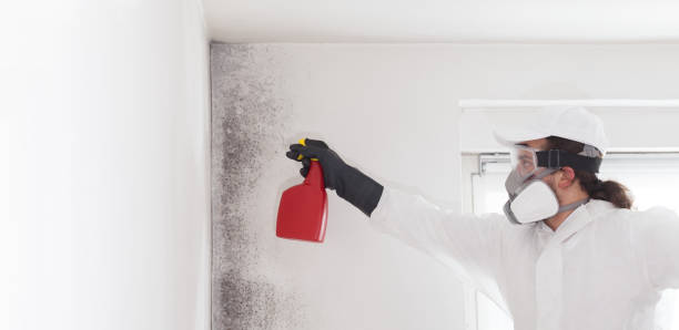 Best Mold Removal Process  in Kirby, TX