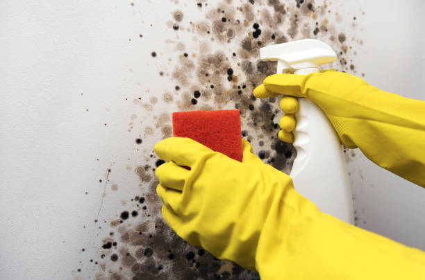 Best Best Mold Removal Companies  in Kirby, TX