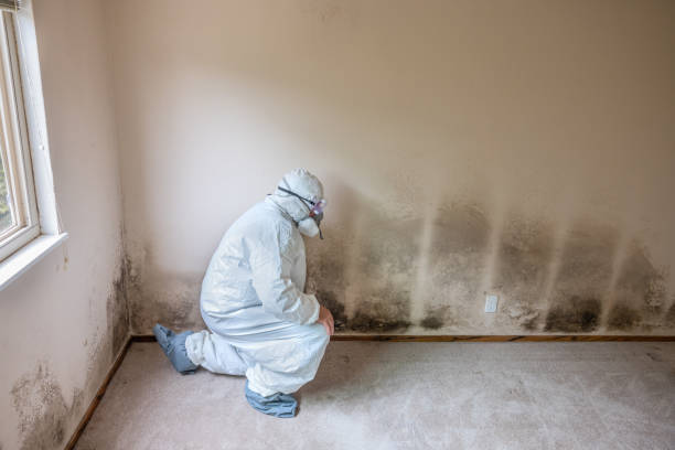 Best Office Mold Removal Services  in Kirby, TX
