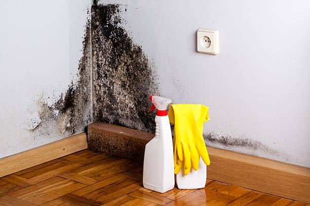 Certified Mold Removal in Kirby, TX