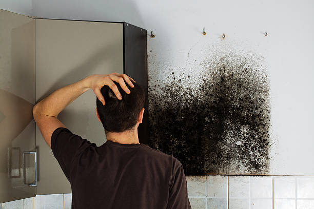 Best Mold Testing and Removal  in Kirby, TX