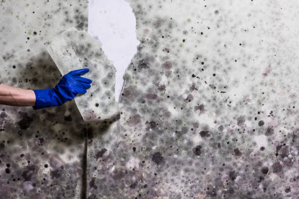 Best Mold Removal Specialists  in Kirby, TX