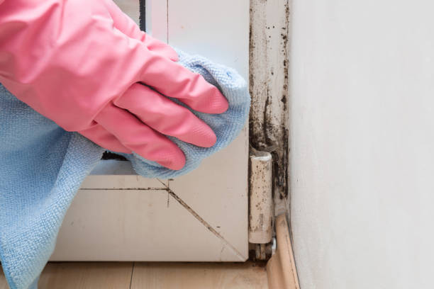 Crawl Space Mold Removal in Kirby, TX